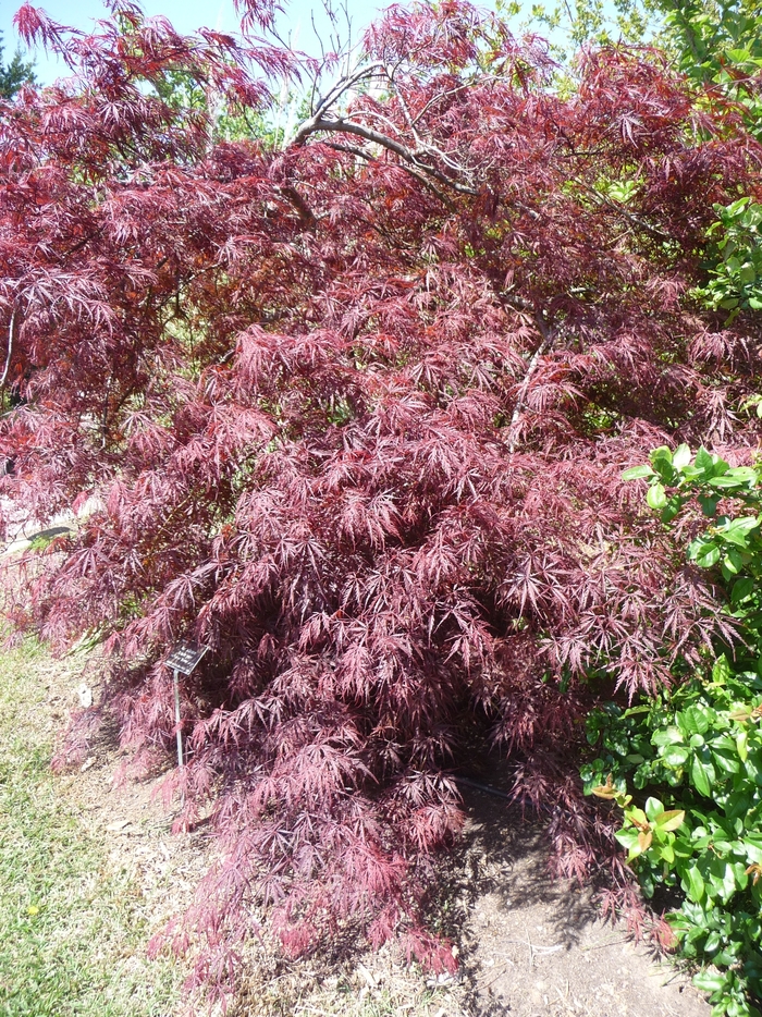 Japanese Maple - Acer palmatum 'Tamukeyama' from RFGN readingfeedandgardennew Upgrade