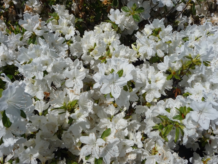 'Delaware Valley White' - Rhododendron hybrid from RFGN readingfeedandgardennew Upgrade
