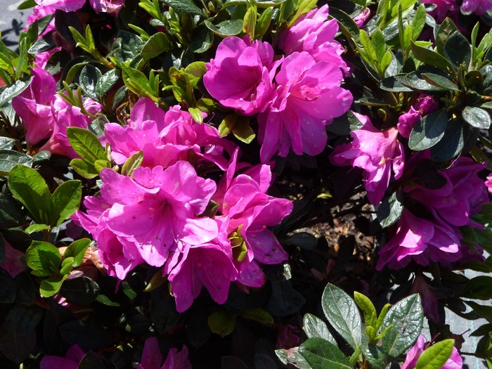 'Easter Morn' - Rhododendron hybrid from RFGN readingfeedandgardennew Upgrade