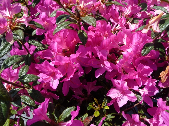 Encore® 'Autumn Amethyst' - Rhododendron (Azalea) from RFGN readingfeedandgardennew Upgrade