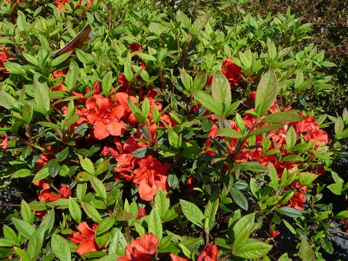 Autumn Embers&trade; Encore Azalea - Azalea x 'Autumn Embers&trade; (Conleb)' from RFGN readingfeedandgardennew Upgrade