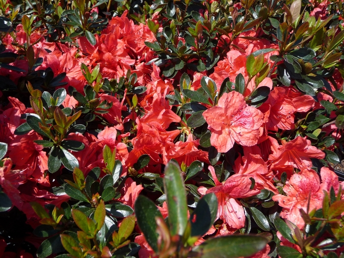 Fashion Azalea - Rhododendron 'Girard Fashion' from RFGN readingfeedandgardennew Upgrade