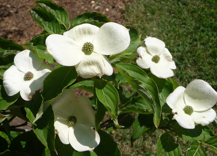 Chinese Dogwood or Kousa Dogwood - Cornus kousa from RFGN readingfeedandgardennew Upgrade