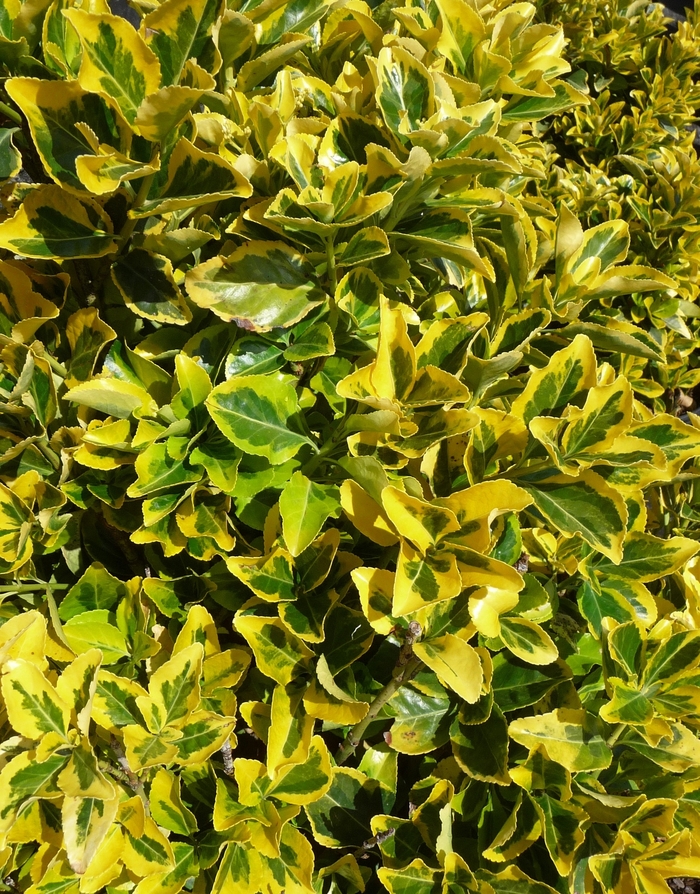 Golden Euonymus - Euonymus japonicus 'Aureo-marginatus' from RFGN readingfeedandgardennew Upgrade
