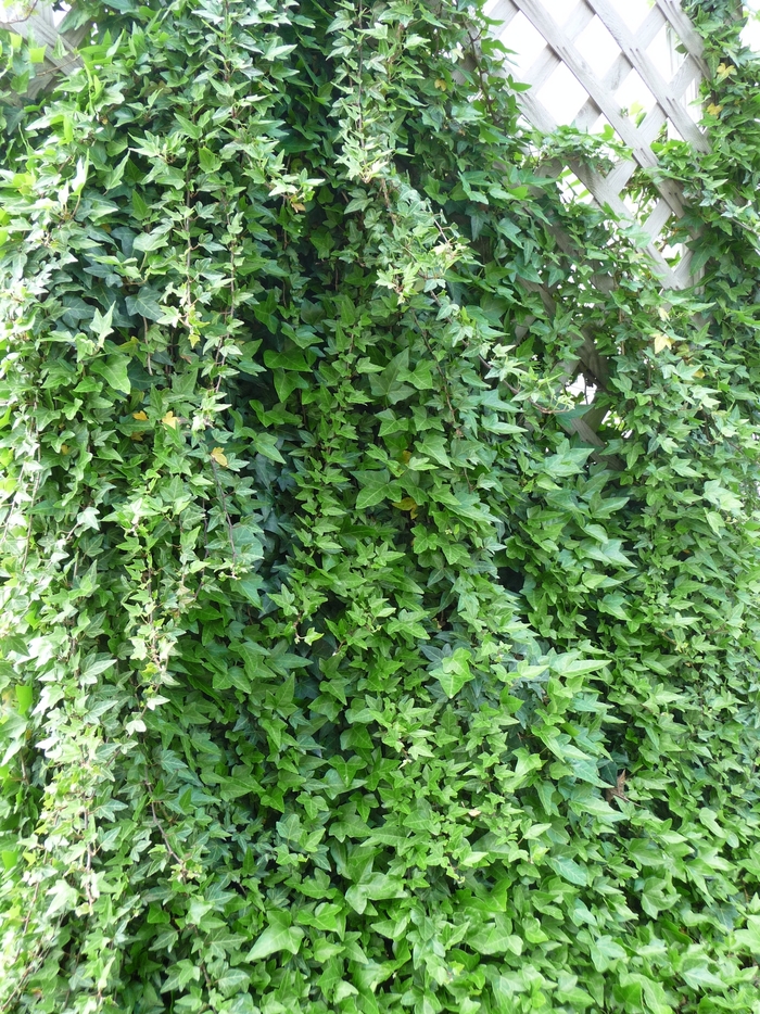 English Ivy - Hedera helix from RFGN readingfeedandgardennew Upgrade