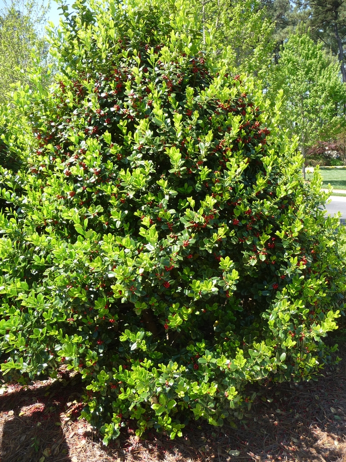 'Burfordii Nana' Chinese Holly - Ilex cornuta from RFGN readingfeedandgardennew Upgrade