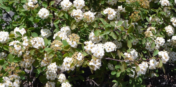 Bridal Wreath Spirea - Spiraea prunifolia from RFGN readingfeedandgardennew Upgrade