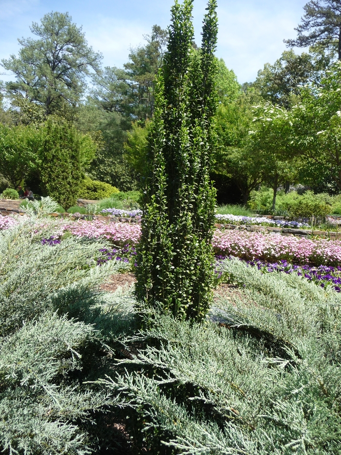 'Sky Pencil' Japanese Holly - Ilex crenata from RFGN readingfeedandgardennew Upgrade