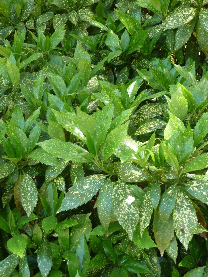 Gold Dust Aucuba - Aucuba japonica 'Gold Dust' from RFGN readingfeedandgardennew Upgrade
