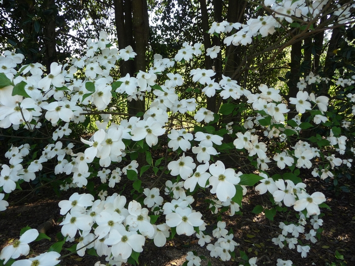 Flowering Dogwood - Cornus from RFGN readingfeedandgardennew Upgrade