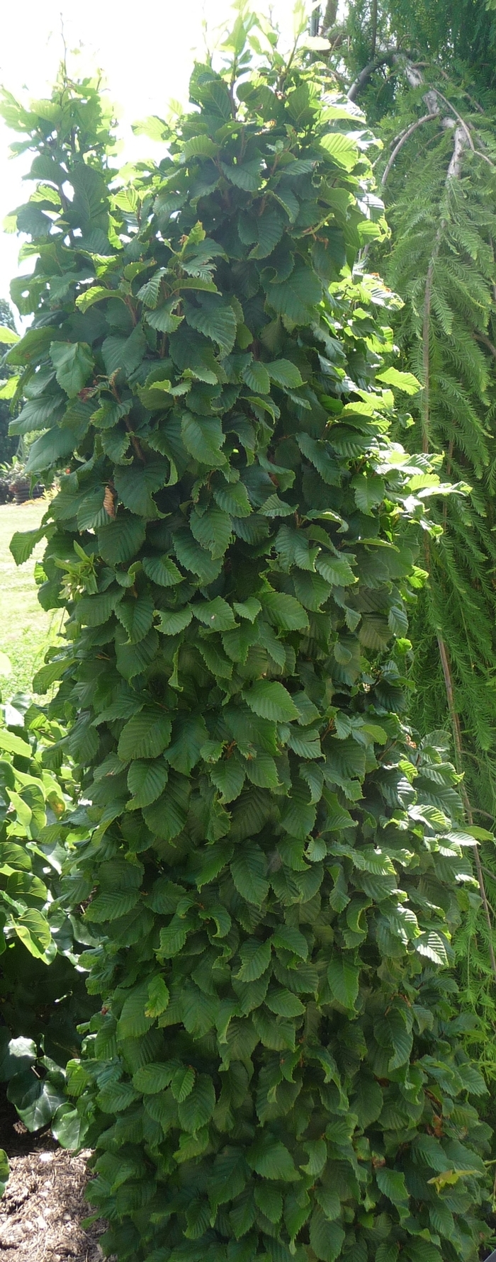 'Columnaris Nana' Common Hornbeam - Carpinus betulus from RFGN readingfeedandgardennew Upgrade