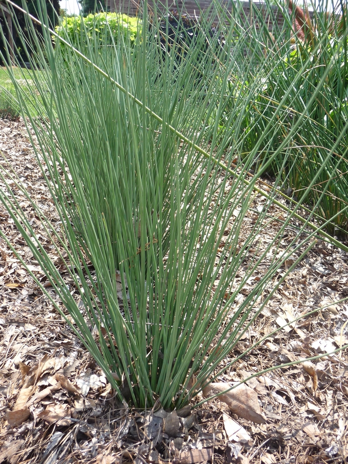 Rush - Juncus inflexus 'Blue Arrows' from RFGN readingfeedandgardennew Upgrade