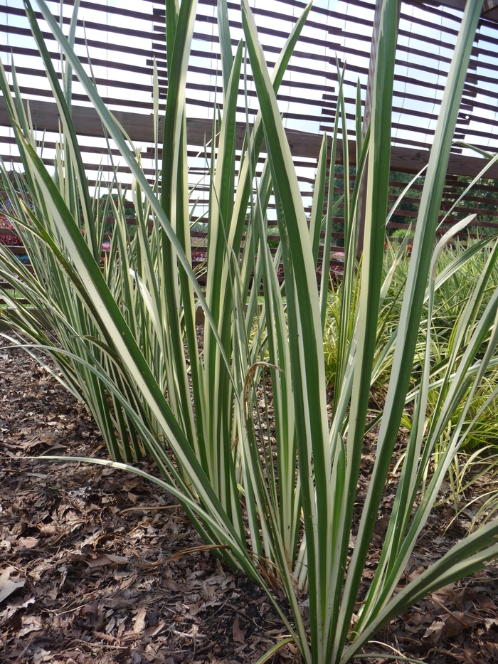 'Variegatus' Sweet Flag - Acorus calamus from RFGN readingfeedandgardennew Upgrade