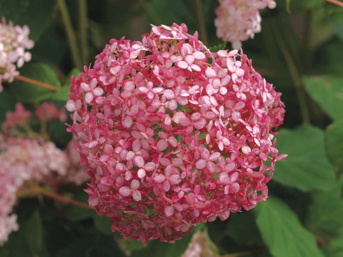 Invincibelle® Spirit - Hydrangea arborescens from RFGN readingfeedandgardennew Upgrade