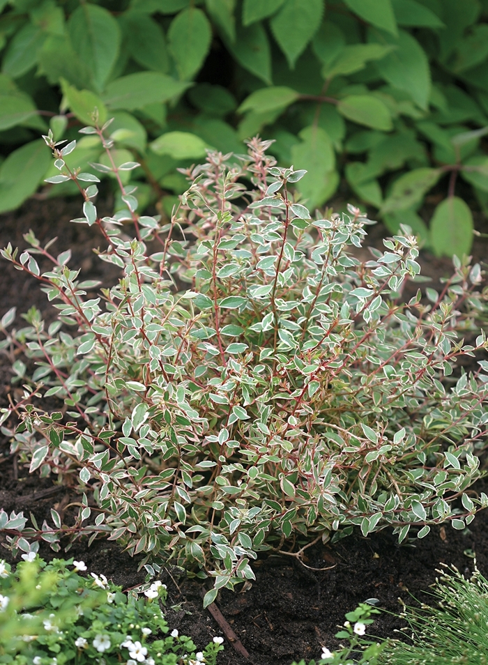 Silver Anniversary™ - Abelia from RFGN readingfeedandgardennew Upgrade