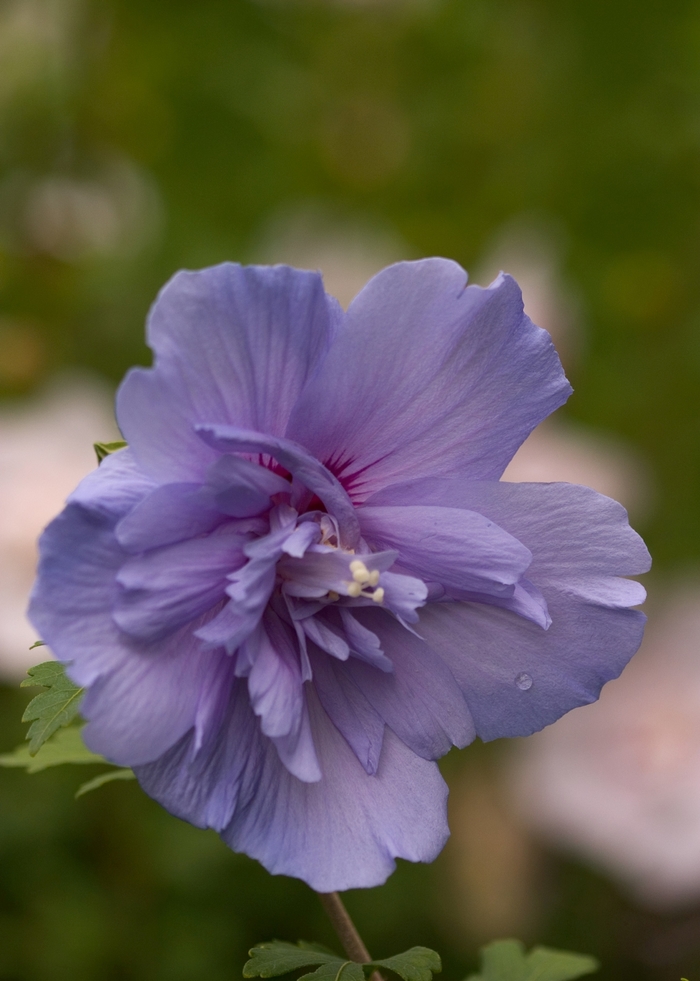 'Blue Chiffon&reg;' Rose of Sharon - Hibiscus syriacus from RFGN readingfeedandgardennew Upgrade