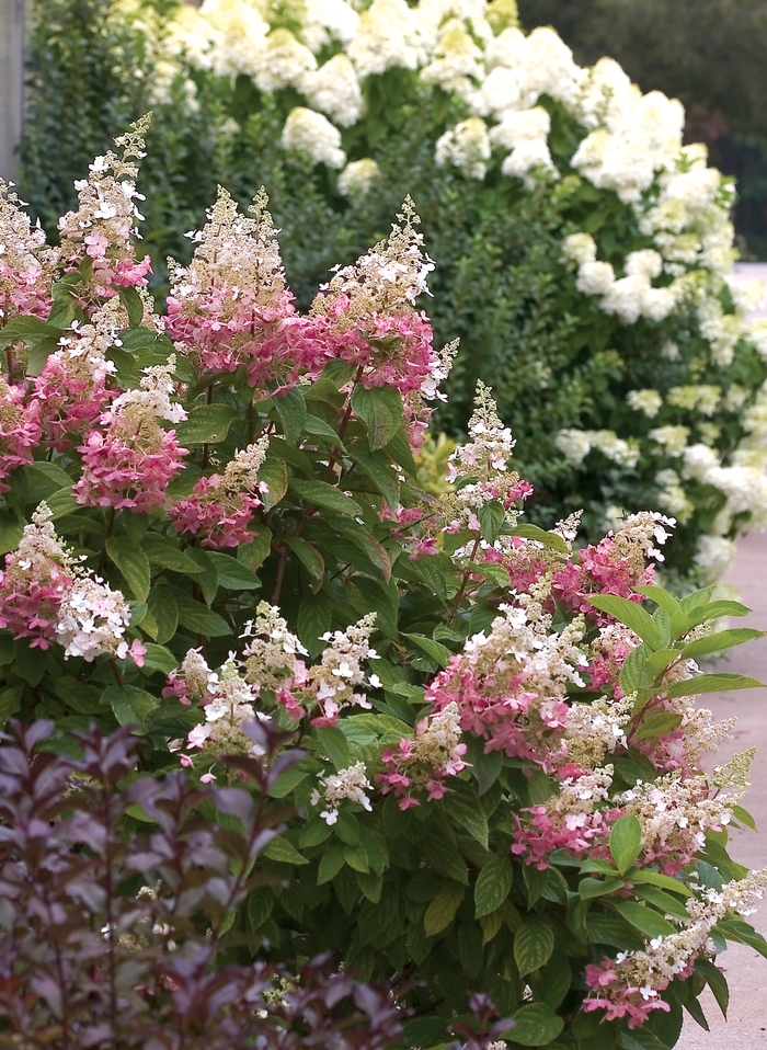 Hydrangea - Hydrangea paniculata 'Pinky Winky&trade; ' from RFGN readingfeedandgardennew Upgrade