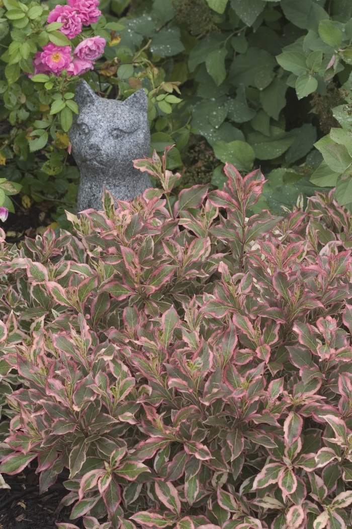 My Monet® - Weigela florida from RFGN readingfeedandgardennew Upgrade