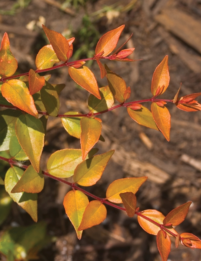 Color Choice® Bronze Anniversary® - Abelia x grandiflora 'Rika1' PP20568 from RFGN readingfeedandgardennew Upgrade