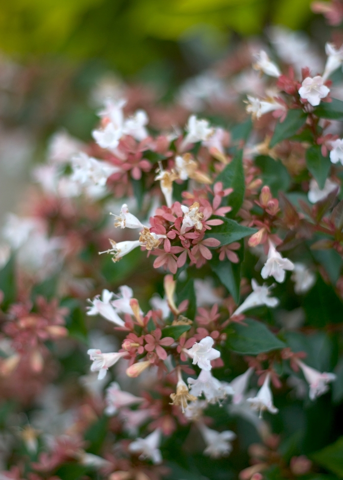 Color Choice® Ruby Anniversary™ - Abelia chinensis 'Keiser' PP21632 from RFGN readingfeedandgardennew Upgrade