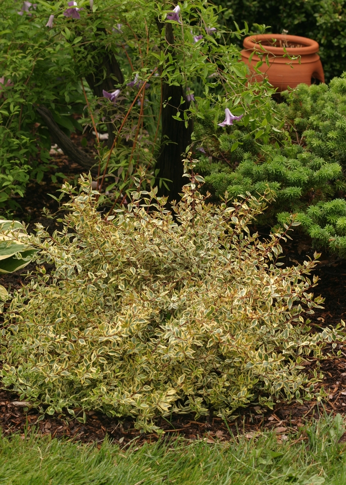 Golden Anniversary&trade; - Abelia from RFGN readingfeedandgardennew Upgrade
