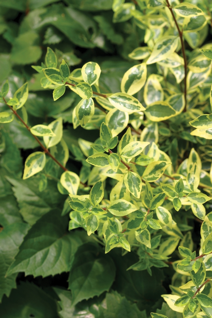 Golden Anniversary™ - Abelia from RFGN readingfeedandgardennew Upgrade