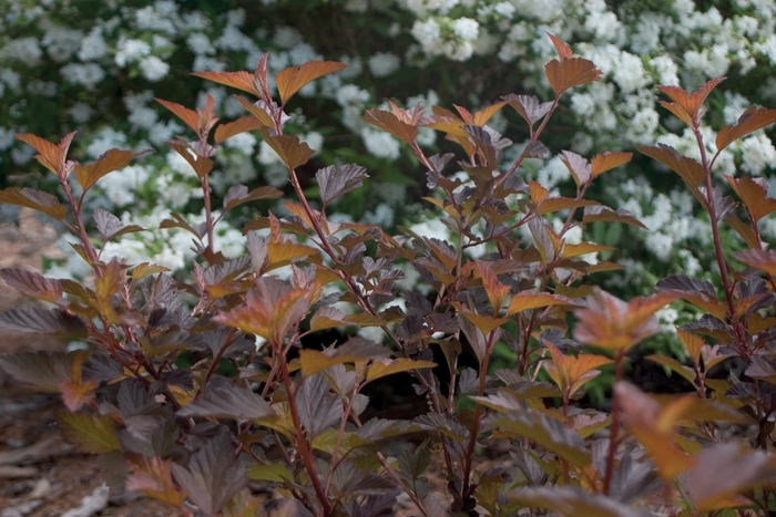 Coppertina&trade; - Physocarpus opulifolius 'Coppertina' from RFGN readingfeedandgardennew Upgrade