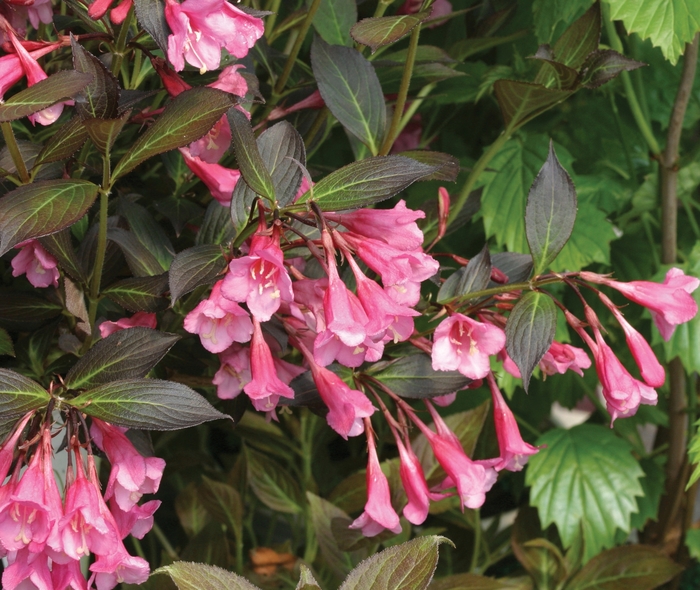 Fine Wine® - Weigela florida from RFGN readingfeedandgardennew Upgrade