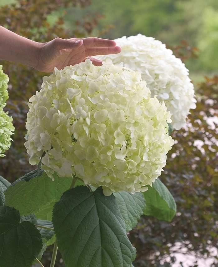 Incrediball® Smooth Hydrangea - Hydrangea arborescens from RFGN readingfeedandgardennew Upgrade