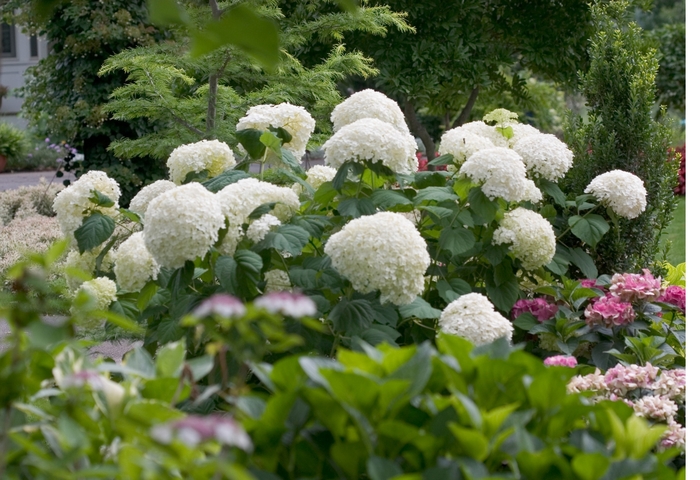 Incrediball® Smooth Hydrangea - Hydrangea arborescens from RFGN readingfeedandgardennew Upgrade