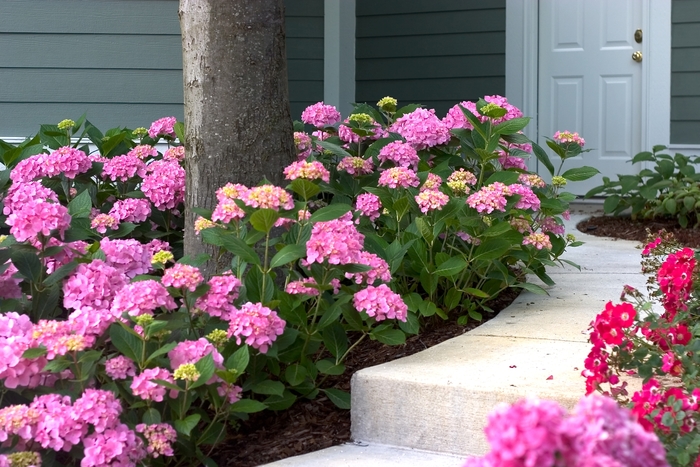 Let's Dance&reg;Moonlight - Bigleaf Hydrangea from RFGN readingfeedandgardennew Upgrade