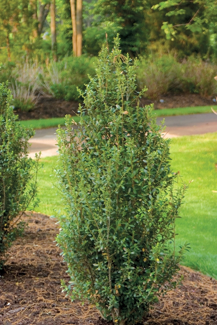Japanese Holly - Ilex crenata 'Sky Box' from RFGN readingfeedandgardennew Upgrade