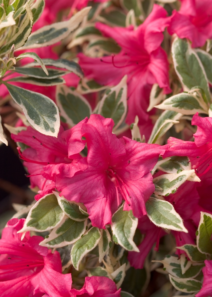 Rhododendron - Rhododendron Bollywood&trade; from RFGN readingfeedandgardennew Upgrade