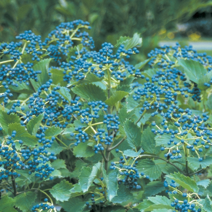 Blue Muffin® Arrowwood Viburnum - Viburnum dentatum ''Christom'' from RFGN readingfeedandgardennew Upgrade