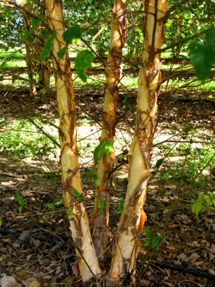 Dura Heat &reg;Birch Tree - Betula nigra 'Dura Heat&reg;' from RFGN readingfeedandgardennew Upgrade