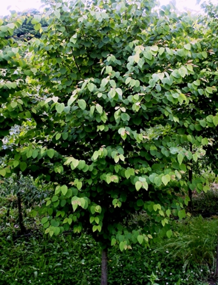 Katsura Tree - Cercidiphyllum japonicum from RFGN readingfeedandgardennew Upgrade