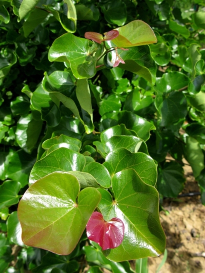 Oklahoma Redbud - Cercis canadensis var. texensis 'Oklahoma' (Redbud) from RFGN readingfeedandgardennew Upgrade