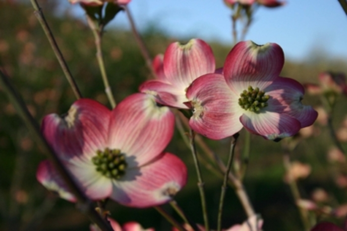 Cherokee Brave Flowering Dogwood - Cornus florida 'Cherokee Brave' from RFGN readingfeedandgardennew Upgrade