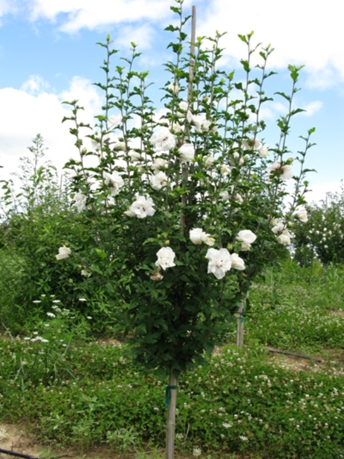 Rose of Sharon - Hibiscus syriacus from RFGN readingfeedandgardennew Upgrade