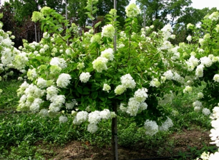 Pee Gee Hydrangea - Hydrangea paniculata ''Grandiflora'' from RFGN readingfeedandgardennew Upgrade