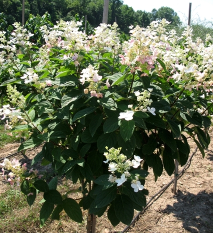 Pink Diamond Hydrangea - Hydrangea paniculata ''Pink Diamond'' from RFGN readingfeedandgardennew Upgrade