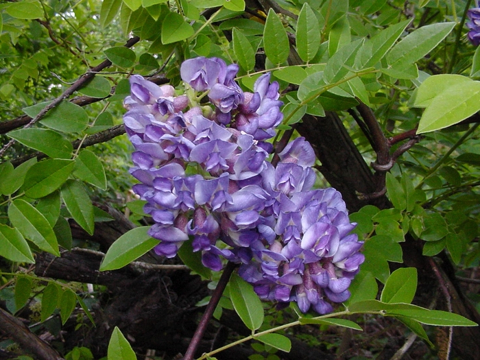 Amethyst Falls Wisteria - Wistera frutescens 'Amethyst Falls' from RFGN readingfeedandgardennew Upgrade