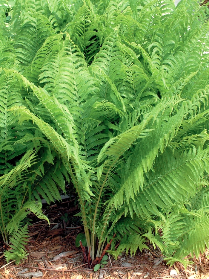 Fern-Ostrich - Matteuccia struthiopteris from RFGN readingfeedandgardennew Upgrade