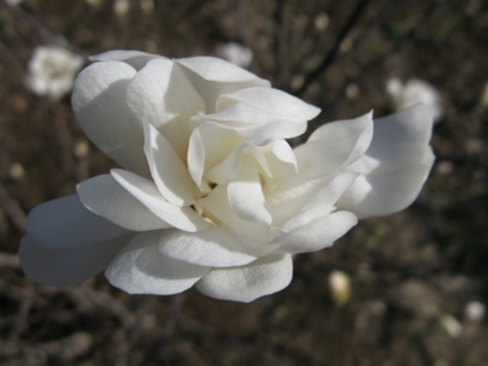 Star Magnolia - Magnolia stellata from RFGN readingfeedandgardennew Upgrade