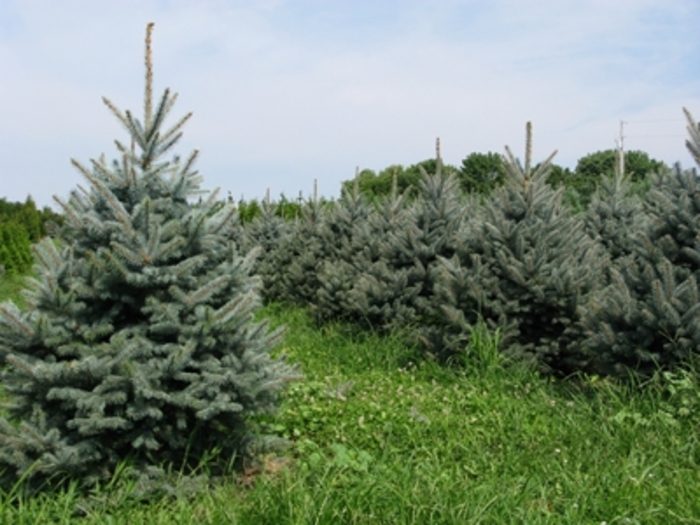 Fat Albert Blue Spruce - Picea pungens 'Fat Albert' from RFGN readingfeedandgardennew Upgrade