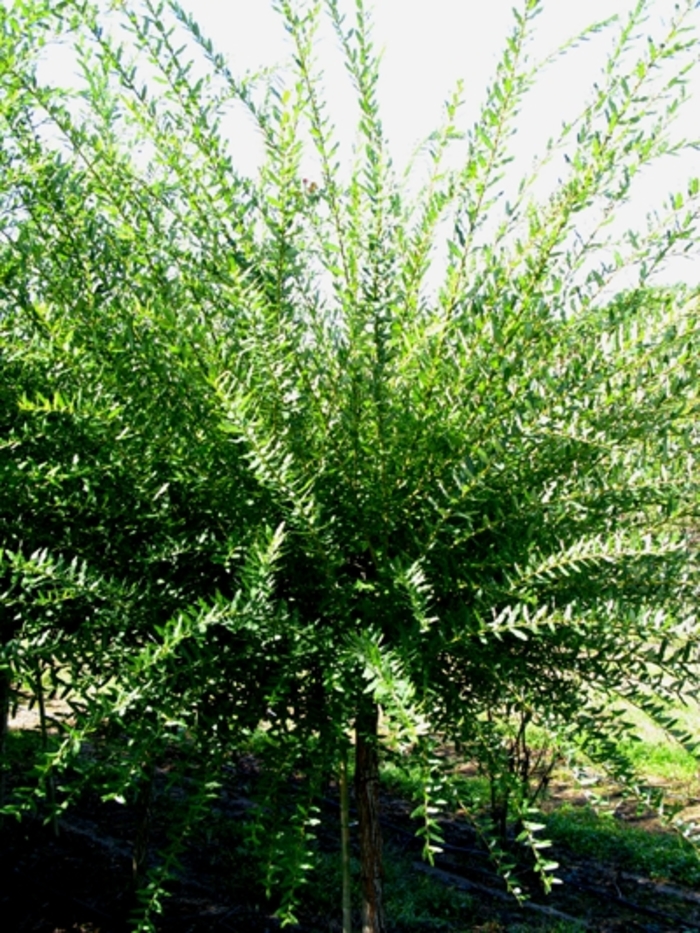 Dappled Willow - Salix integra 'Hakuro Nishiki' from RFGN readingfeedandgardennew Upgrade