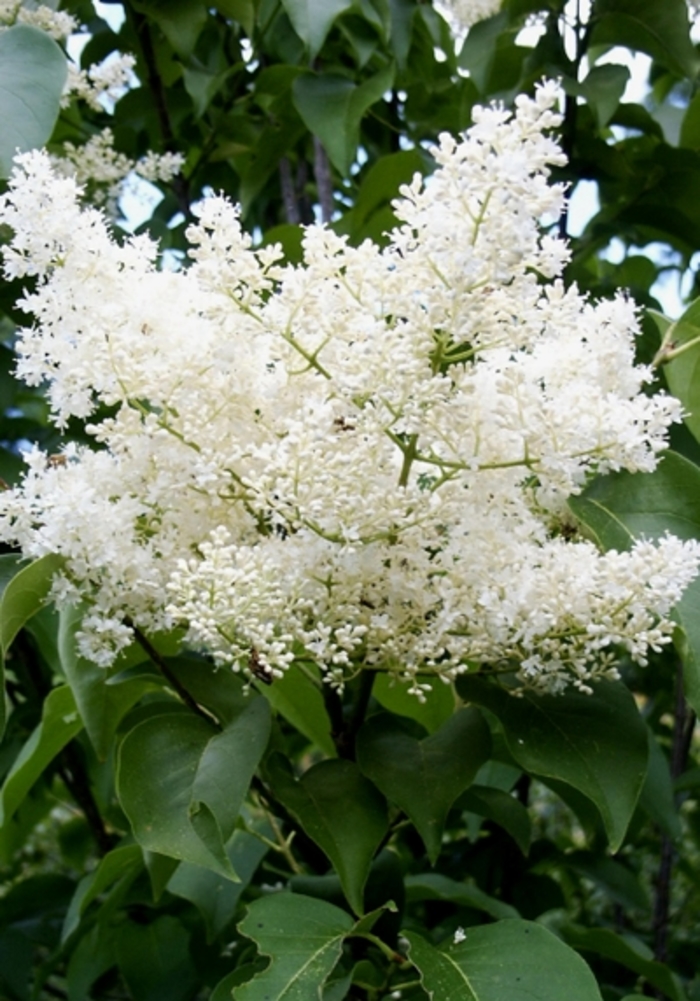 Japanese Lilac Tree - Syringa reticulata 'Ivory Silk' from RFGN readingfeedandgardennew Upgrade