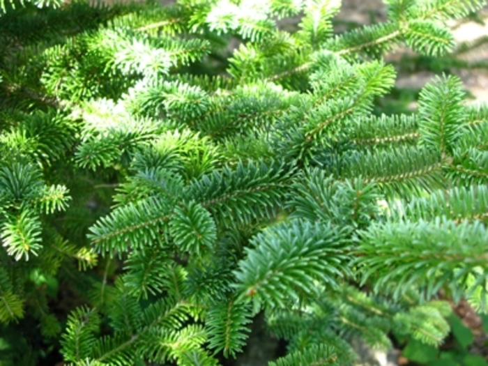 Canaan Fir - Abies balsamea var. phanerolepis (Canaan Fir) from RFGN readingfeedandgardennew Upgrade