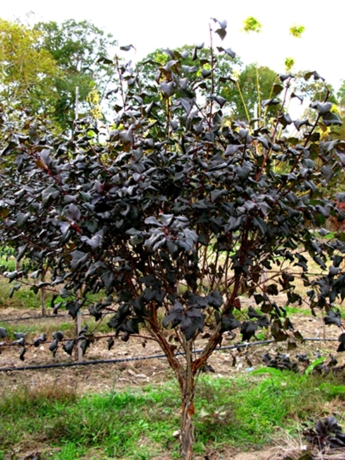 Diablo Ninebark - Physocarpos opulifolius 'Diablo' from RFGN readingfeedandgardennew Upgrade