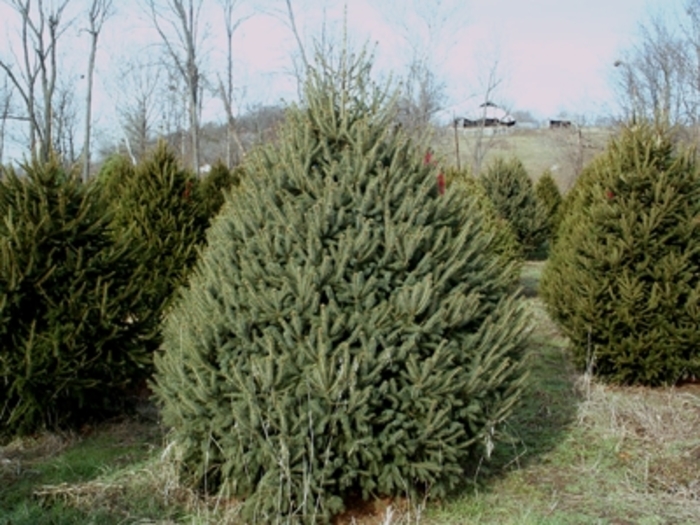 White Spruce - Picea glauca from RFGN readingfeedandgardennew Upgrade
